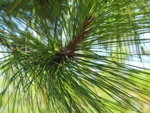 ����Ĺ�Ч���� ����������ʯ��Ѫ��