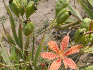 ��ɵĹ�Ч���� �������п��Զ�̵