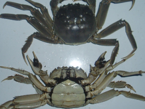 ��з��Ӫ����ֵ �����ѡ��з