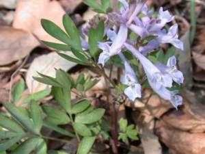 �Ӻ����Ĺ�Ч���� �Ӻ����ɻ�Ѫ����ֹʹ