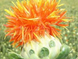 �컨����Щ���� �컨����Ѫ�;���