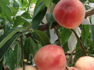 ���ʵĹ�Ч���� �������ڷ�Ӹ��Ӹ