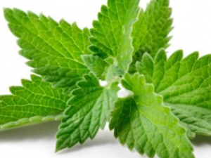 ����������ʲô���� ���������ķ���