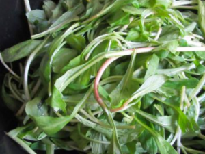 ������Ұ������Щ���� ��ЩҰ���ܳ�