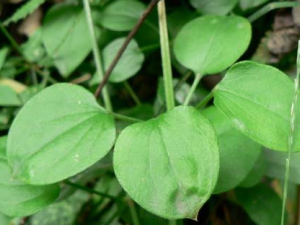 �������Щ��Ч �������Ѫ�;��յ�֢