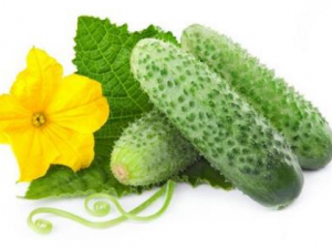 �ƹϵĹ�Ч ������ѡӪ���õĻƹ�