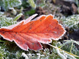 ��β��ܽ������� С���Ƽ���ζ����ʳ��