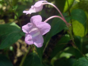 ׽ӹǵĹЧ ׽ӹδ˳Ѫ