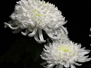 �׾ջ����Ĺ�Ч���� �׾ջ��������׺���