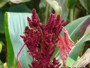 ���׵Ĺ�Ч���� ��������Ƣθ����