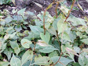 ҹ��������Щ��Ч���� ҹ��������Ѫ����ʹȫ����ʹ��