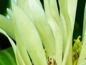 �������Ĺ�Ч���� ����������������ǰ������