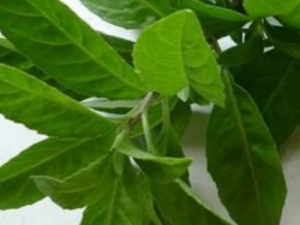 �ױ����߾�Ҷ�Ĺ�Ч���� �ױ����߾�Ҷ�ΰ��տ�