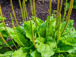 ��������ϸ����ʳ������Щ ��֪����