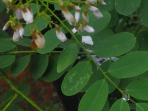 �״̻�Ҷ�Ĺ�Ч���� �״̻�Ҷ���Ƚⶾ�ζ���