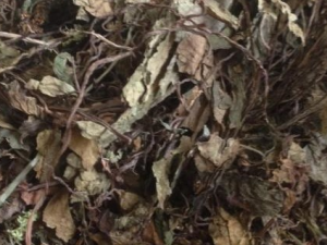 �ײ���Ĺ�Ч���� �ײ���ξÿ���Ѫ����Ů�״�