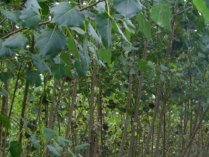 �ױ���Ĺ�Ч���� �ױ�����������������