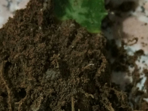 ����������Щ��Ч ����������ɢ���θ���