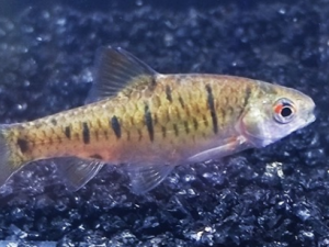 ��������Щ��Ч ������׳���������в�˥