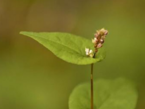 ��Ѫ�ߵĹ�Ч���� ��Ѫ�߿�����ֹк�ε�������