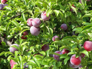 ��Ѫ��Ĺ�Ч���� ��Ѫ���ξ���