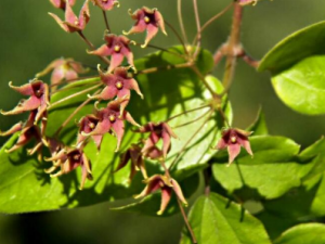 ���޲ݵĹ�Ч���� ���޲�������Ƥ��