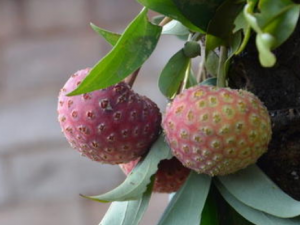 ����ӻ��Ĺ�Ч���� ����ӻ��β�������