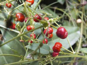 ��ʺ�ٹ��������� ��ʺ�ٹ�֭Һ���ζ������