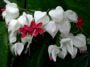 ��������Ĺ�Ч���� ��������������Ѫ����Ѫ��ʹ