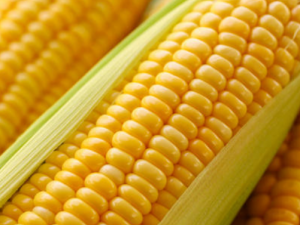 ���׵�Ӫ����ֵ��Ҳ��ʳ�ý��� ��Щ�˲��ܳ�