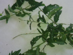 �𵶲˵Ĺ�Ч���� �𵶲�ֹʹֹѪ����Ѫ��ʹ