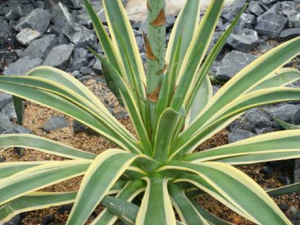 ����������Ĺ�Ч���� ����������ην�˿�����Ѫ