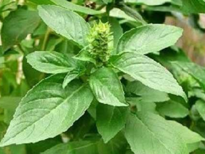 �𲻻�����Щ��Ч �𲻻�ɢ����������п���