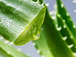 «������ֱ��Ϳ�������� «�������ݹ�Ч