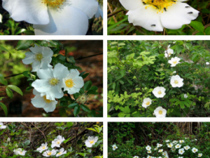 ��ӣ������Щ��Ч���� ��ӣ�����ž�����