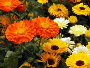 ��յ�ݵĹ�Ч���� ��յ�ݿɽ�Ѫѹ