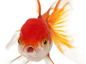 ����Ĺ�Ч���� ��������η���