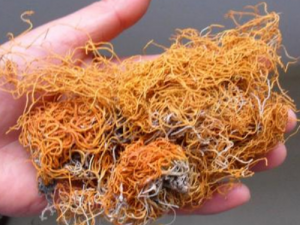 �������Ĺ�Ч���� ����������������ֹѪ��ʹ