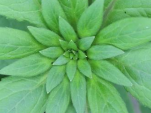 ���ڶ����Ĺ�Ч���� ���ڶ����β���Ѫ��ʹ