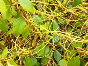 ��˿��������Щ��Ч ��˿���������´�����