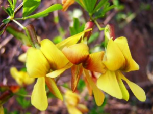 ��ȸ���Ĺ�Ч ��ȸ����Ƣ�����ȿ���