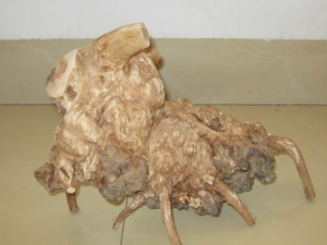 ��Ǯľ������Щ��Ч ��Ǯľ�������˷���