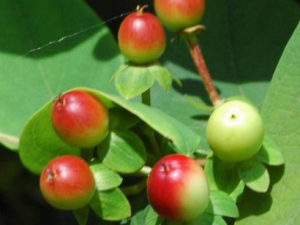 ��˿�ҹ�ʵ����Щ���� ��˿�ҹ�ʵ�ΰ��տ�