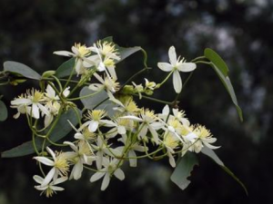 ��˿ľͨ����Щ���� ��˿ľͨ�η�ʪ�ؽ���