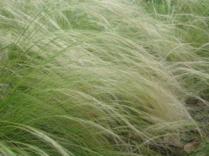 ��˿�ݵĹ�Ч���� ��˿����ˮͨ������·��Ⱦ