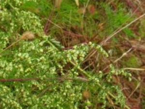 ��Ѫ��Ĺ�Ч���� ��Ѫ������������ֹ��