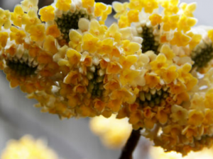 ���㻨�Ĺ�Ч���� ���㻨��������������