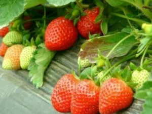 �����ݮ����Щ��Ч �����ݮֹѪ��ŧ�η���Ѫ