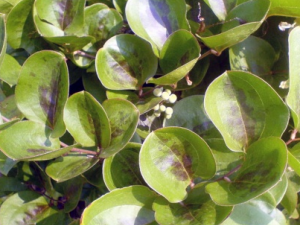 �����ͷ�Ĺ�Ч���� �����ͷ�����α���