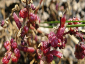 ϴ����Ĺ�Ч������ ϴ�������ζ����